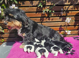 Adorable Kc Havanese Puppies