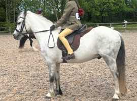 Beautiful Welsh Sec A Gelding