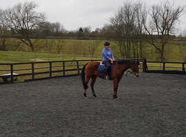 Bay mare ex racehorse