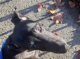 Whippet puppies north store west