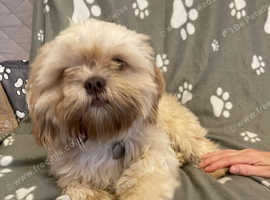 imperial karishishi shih tzu boys