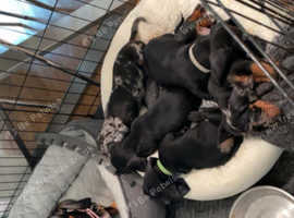 Minature dachshunds for sale