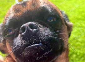 Kennel Club Registered - Mum Health Tested & Patella Scored - Co-efficient Rate Very Low - Mum & Grandma to be seen together