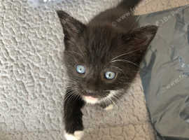 5 kittens for sale