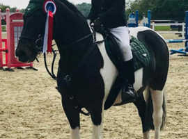 14hh (ish) Fell cross