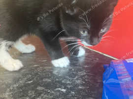2 kittens for sale