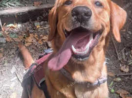 Just 2 left! *Ready Now* Beautiful Goldador Puppies