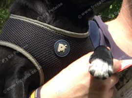 Female pug