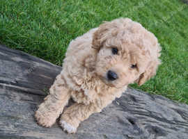 F1b maltipoo hot sale puppies