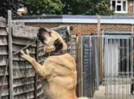 Alabai x boz shepred x BANDOG x PAK.B.K
