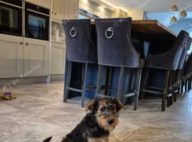 Airedale terrier  for sale