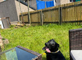 Free* Lurcher Rocky