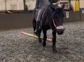 Stunning safe 15.2 noriker gelding