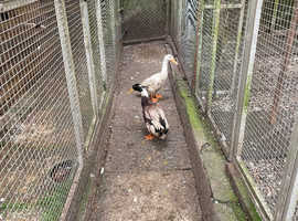 2 male Indian runner Ducks bill and ben