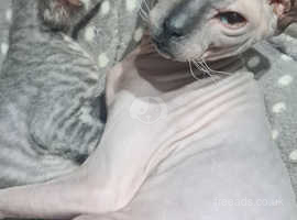 Beautiful grey donskoy kitten ready for his forever home