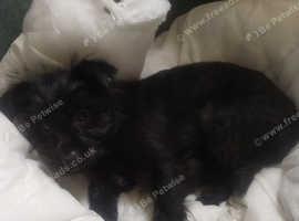 Beautiful shorkie
