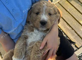 Golden Doodle Puppies Ready Next Week
