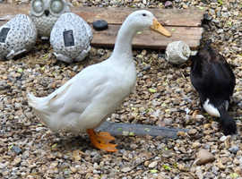 Aylsbury ducks