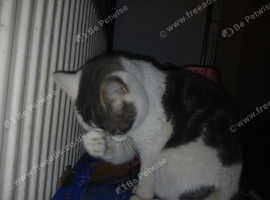Grey and white female girl cat for sale