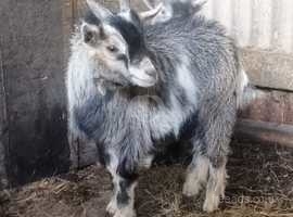 Pure pygmy billy goat