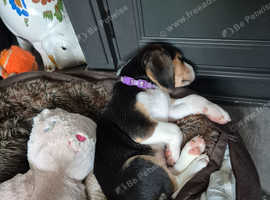 All sold pending collection 0 beautiful beagle girl