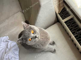 Stunning grey British shorthair female for sale