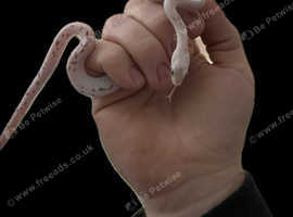 Hypo berry Palmetto corn snake 6 months old