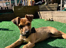 Jack russel x Jag terrier puppy