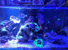 Full marine set up