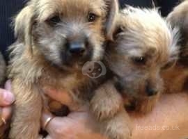 Jack Russell Dogs And Puppies Wanted In Herefordshire Find Dogs