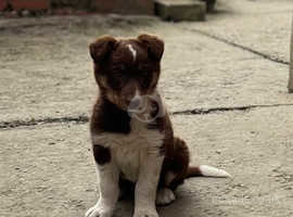 Gorgeous welsh sheepdog puppy