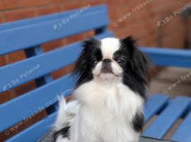 Japanese chin bitch for sale/rehoming