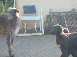 DEERHOUND/WIREHAIRED HUNGARIAN VISZLA PUPPIES
