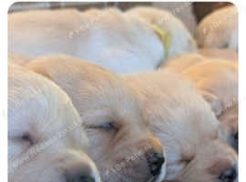 Golden and fox red labs available