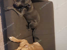 2 dogs for sale 1 female staffy cross springer spaniel 2 yrs and 1 male cane corso cross presa canario coming up to 7 months