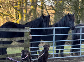 Fell Pony Fillies x 2