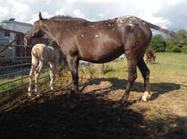 Pally blanket spot pt breed appy x warmblood