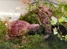 Loggerhead turtle, turtles