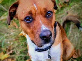 Our Beloved Milo - A Cheerful, Loving Family Dog
