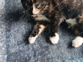 Half bengal kittens ready to leave now