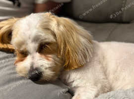 Puppy