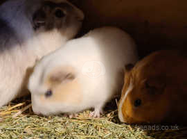 Baby guinea pigs
