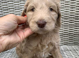 Australian Labradoodle