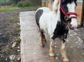 Cob gelding
