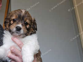 Long haired jack russell puppies for 2024 sale near me