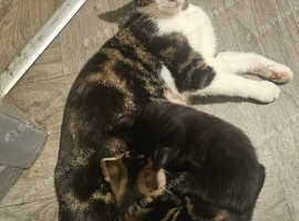 5 beautiful little kittens available