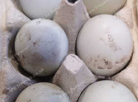 Cream Leg Bar Hatching Eggs