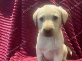 Lovely Labradors
