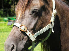 Welsh C Mare