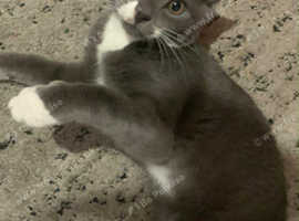 Kitten for sale
